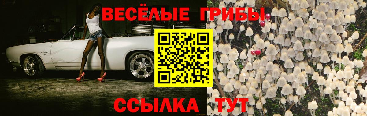 как найти закладки  Псилоцибиновые грибы Magic Shrooms  Вход с VPN  Псилоцибиновые грибы Cubensis  Минусинск 
